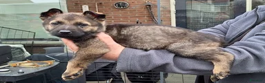 Duitse Herder Puppy 1