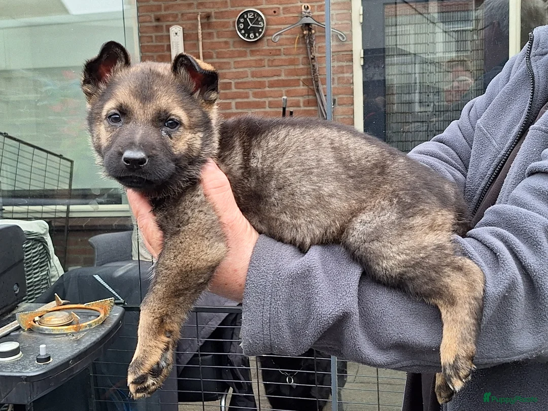 Duitse Herder honden te koop:  te koop wolfsgrauw teefje - Advertentie 4