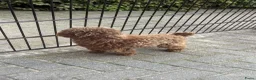 Kruising honden te koop: Lieve mini boompoo  - Advertentie 17