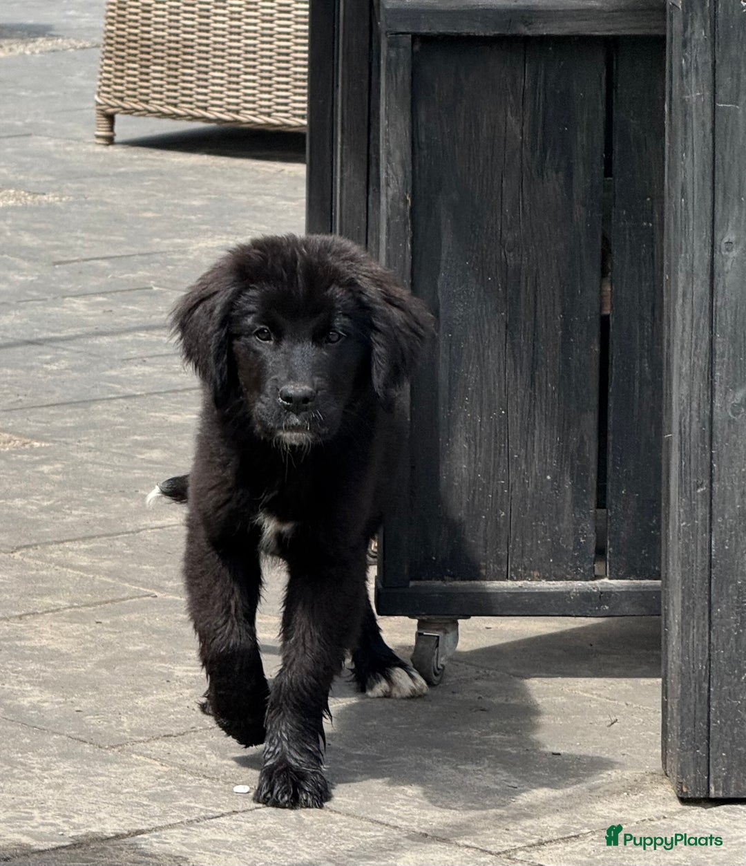 Kruising honden te koop: Newfoundlander Kruising pups  - Afbeelding 23