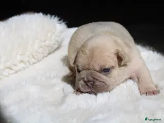 Franse Bulldog honden Franse Bulldog pups België - Advertentie 2