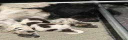 Kruising honden te koop: Nestje met Sproodle / Springerdoodle pups  - Advertentie 11