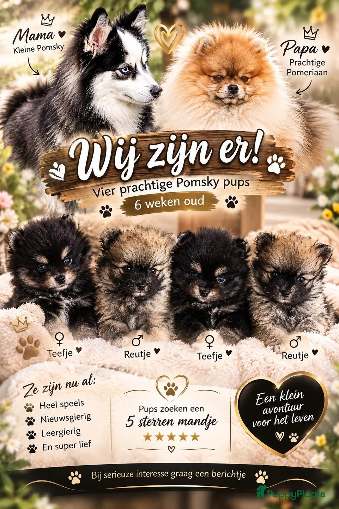 Pomsky honden te koop: Kleine pomsky pups 🩷💙🩷💙 - Advertentie 1