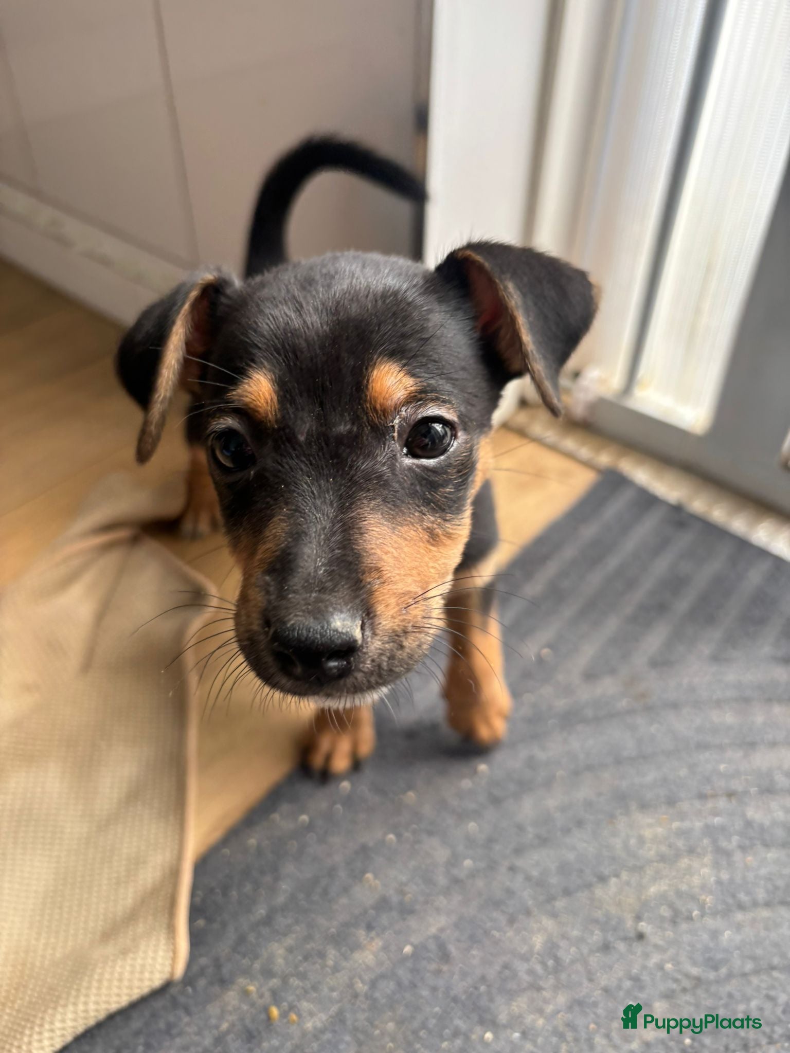 Jack Russel Terriër honden Mooi black and tan reutje - Advertentie 1