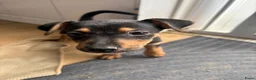 Jack Russel Terriër honden te koop: Mooi black and tan reutje - Advertentie 1