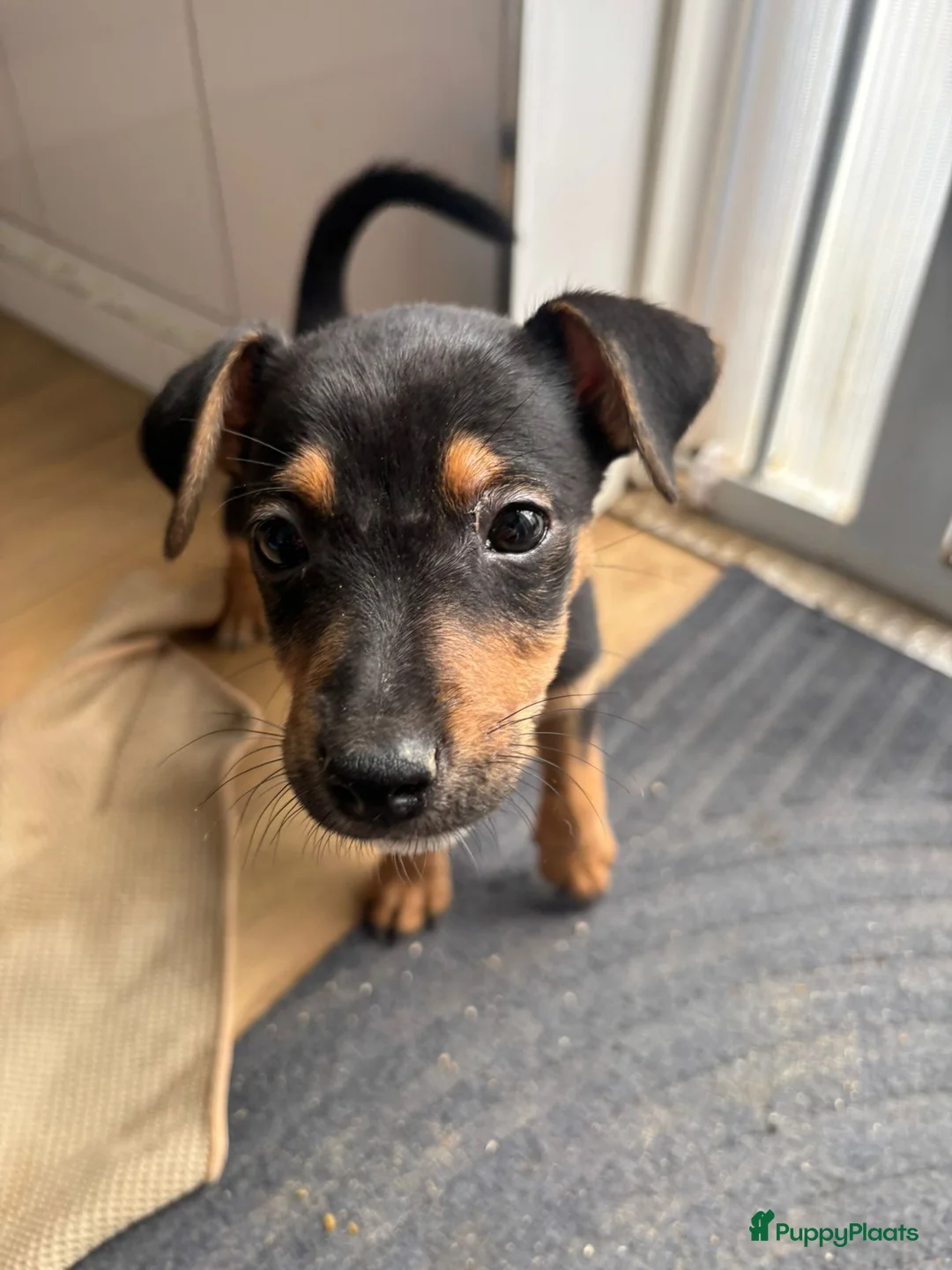 Jack Russel Terriër honden te koop: Mooi black and tan reutje - Advertentie 1