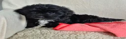 Kruising honden te koop: Prachtige leergierige boompoo's  - Advertentie 22