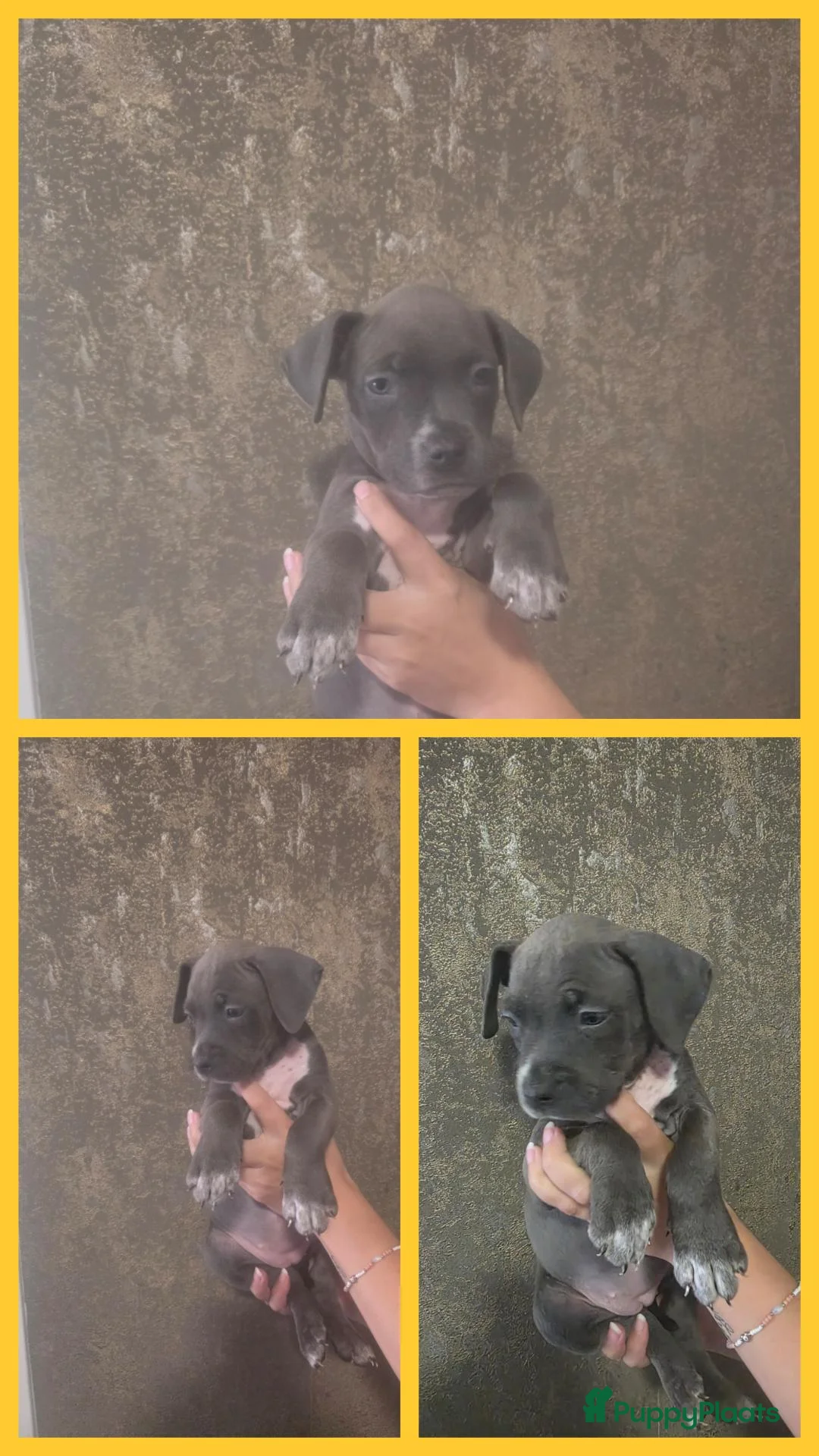 Amerikaanse Bully honden te koop: 🐾AMERICAN BULLY XL PUPPIES🐾 MOGEN BIJ MAMA WEG🐾 - Advertentie 2