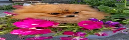 Pomeriaan honden te koop: Pomeranian pups - Advertentie 3