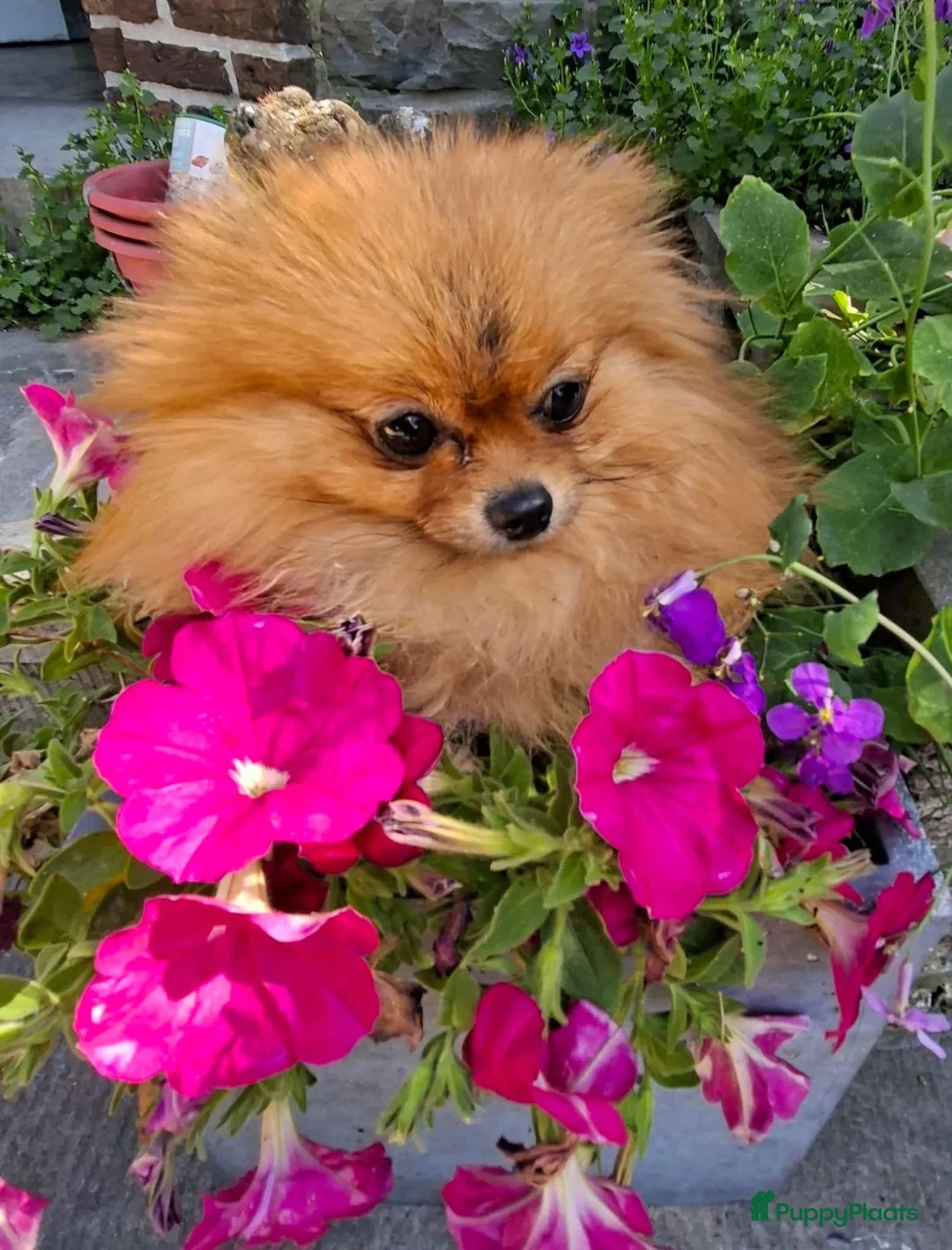 Pomeriaan honden te koop: Pomeranian pups - Advertentie 3