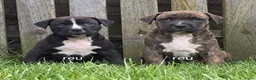 Kruising honden te koop: Boerboel x amerikaanse stafford pups - Advertentie 7