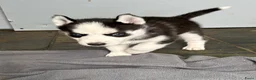 Siberische Husky honden te koop: Lieve husky pups zoeken een gouden mandje - Advertentie 6