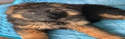 Duitse Herder honden te koop: Duitse herder puppy’s - Advertentie 5