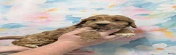 Cockapoo honden te koop: COCKAPOO-PUPPY’S 2 REUTJES & 1 TEefJE BESCHIKBAAR! in Amsterdam - Advertentie 8