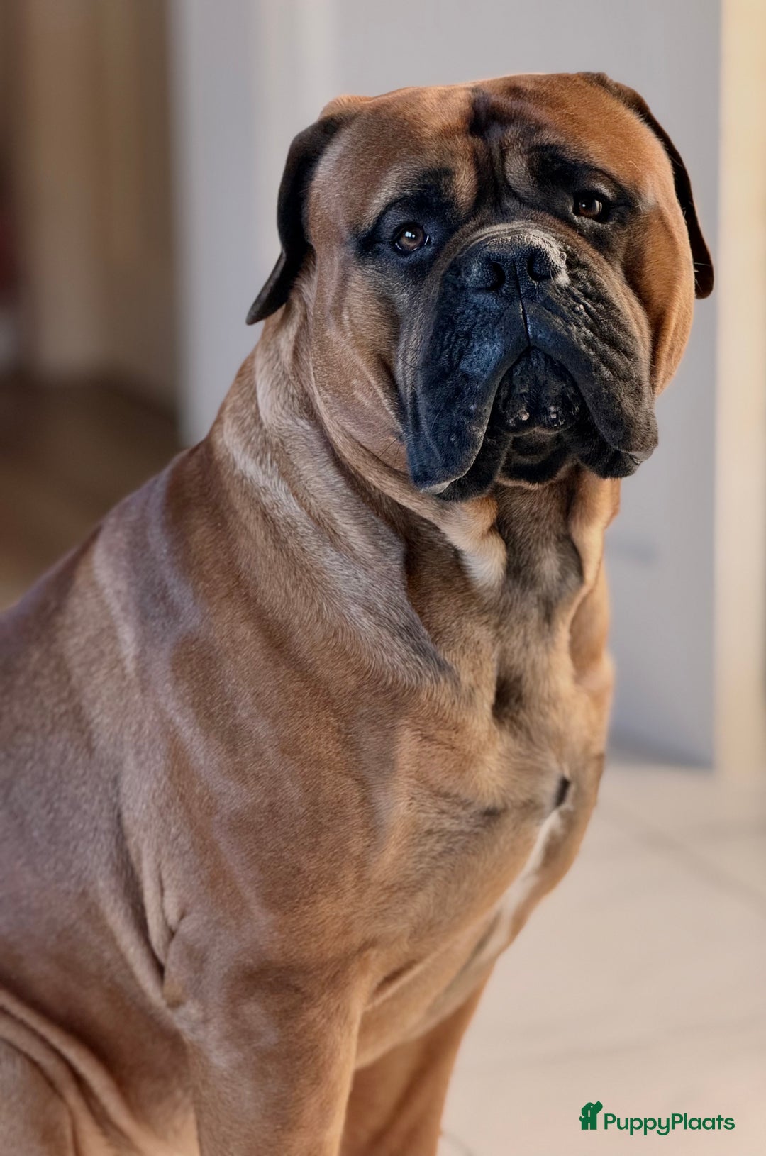 Bullmastiff honden te koop: Bullmastiff  - Advertentie 2