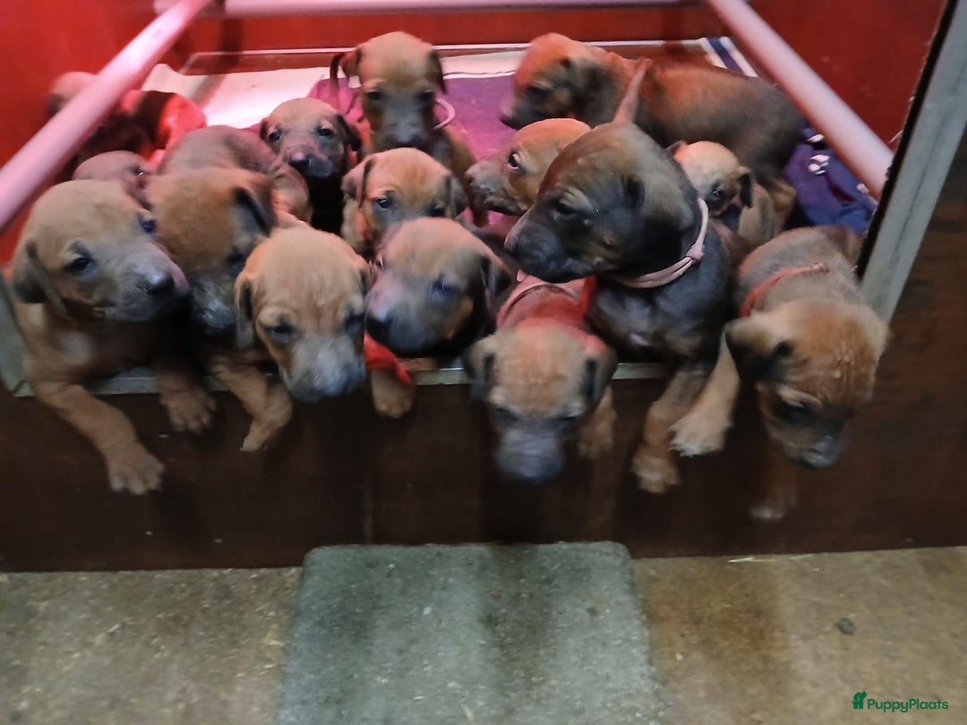 Rhodesian Ridgeback honden te koop: Mooie ridgback pups te koop in Weert - Afbeelding 4