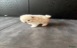 Pomeriaan honden te koop: Pomeranian /pomeriaan pups - Afbeelding 3