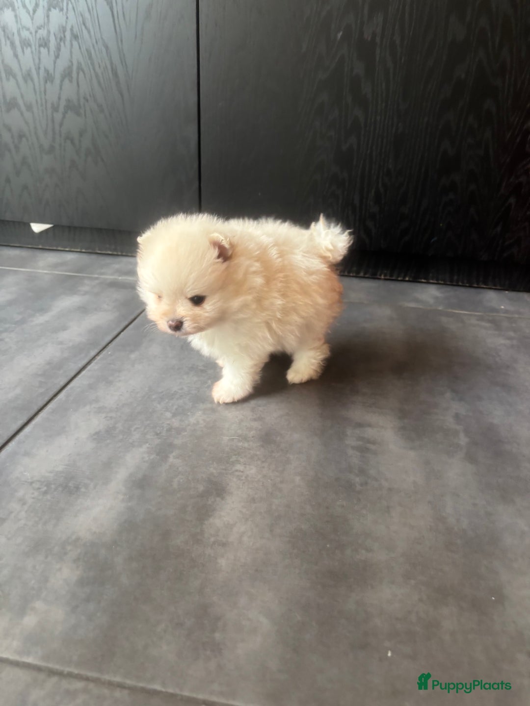 Pomeriaan honden te koop: Pomeranian /pomeriaan pups - Afbeelding 3
