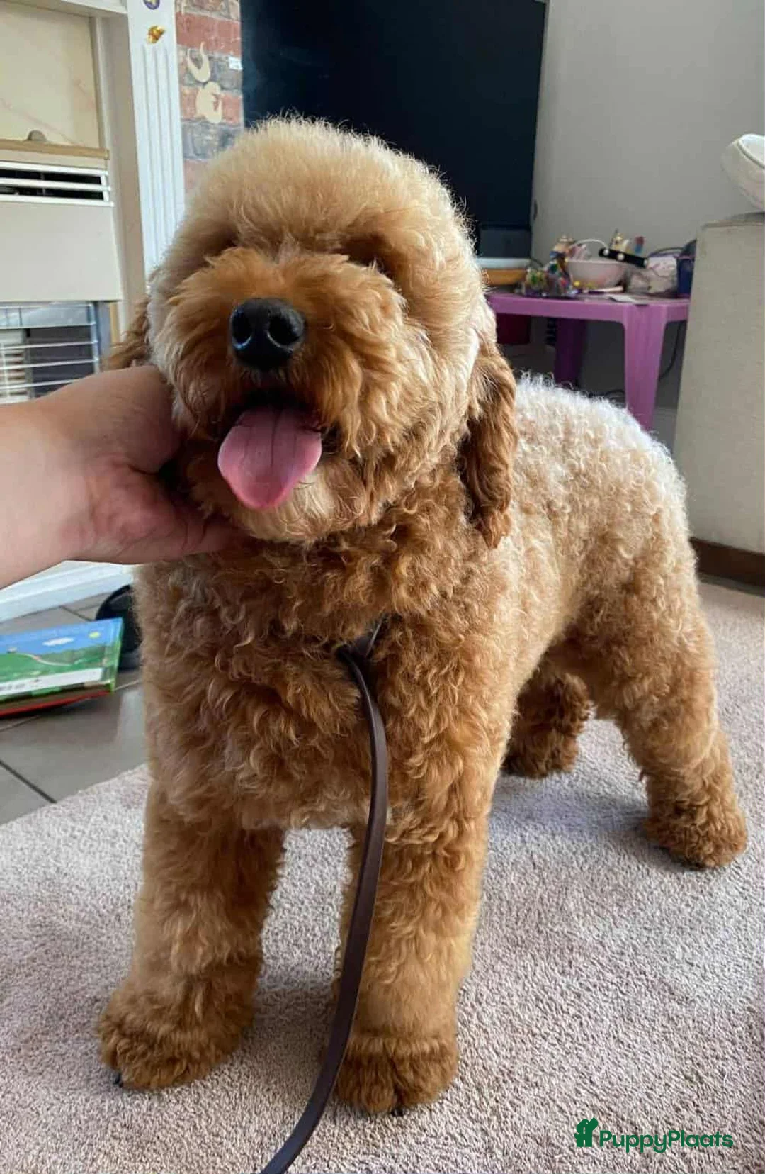 Cockapoo honden te koop: Cockapoo F2b pups - Advertentie 2