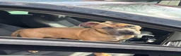 Kruising honden te koop: Koda zoekt een liefdevol nieuw thuis! in Rijswijk - Advertentie 8