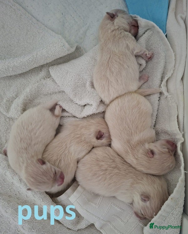 Pomeriaan honden Pomeriaanpups - Advertentie 10