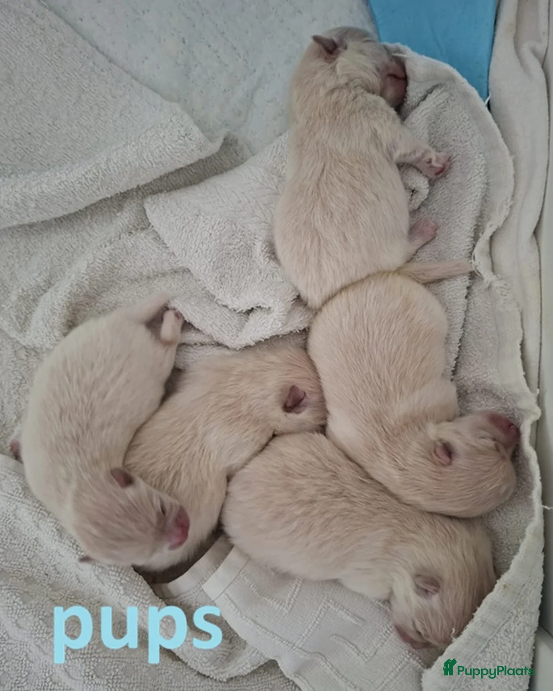 Pomeriaan honden te koop: Pomeriaanpups - Advertentie 1