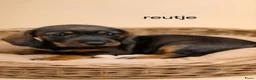 Ruwhaar Teckel honden te koop: Super mooie dwergteckel (tekkel) pups - Advertentie 3