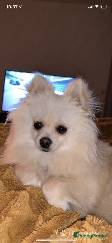 Pomeriaan honden Pomeriaan DEKREU in Groningen - Advertentie 2