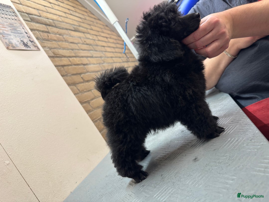 Dwergpoedel honden te koop: Dwerg poedel pup met stamboom (fci) - Advertentie 5