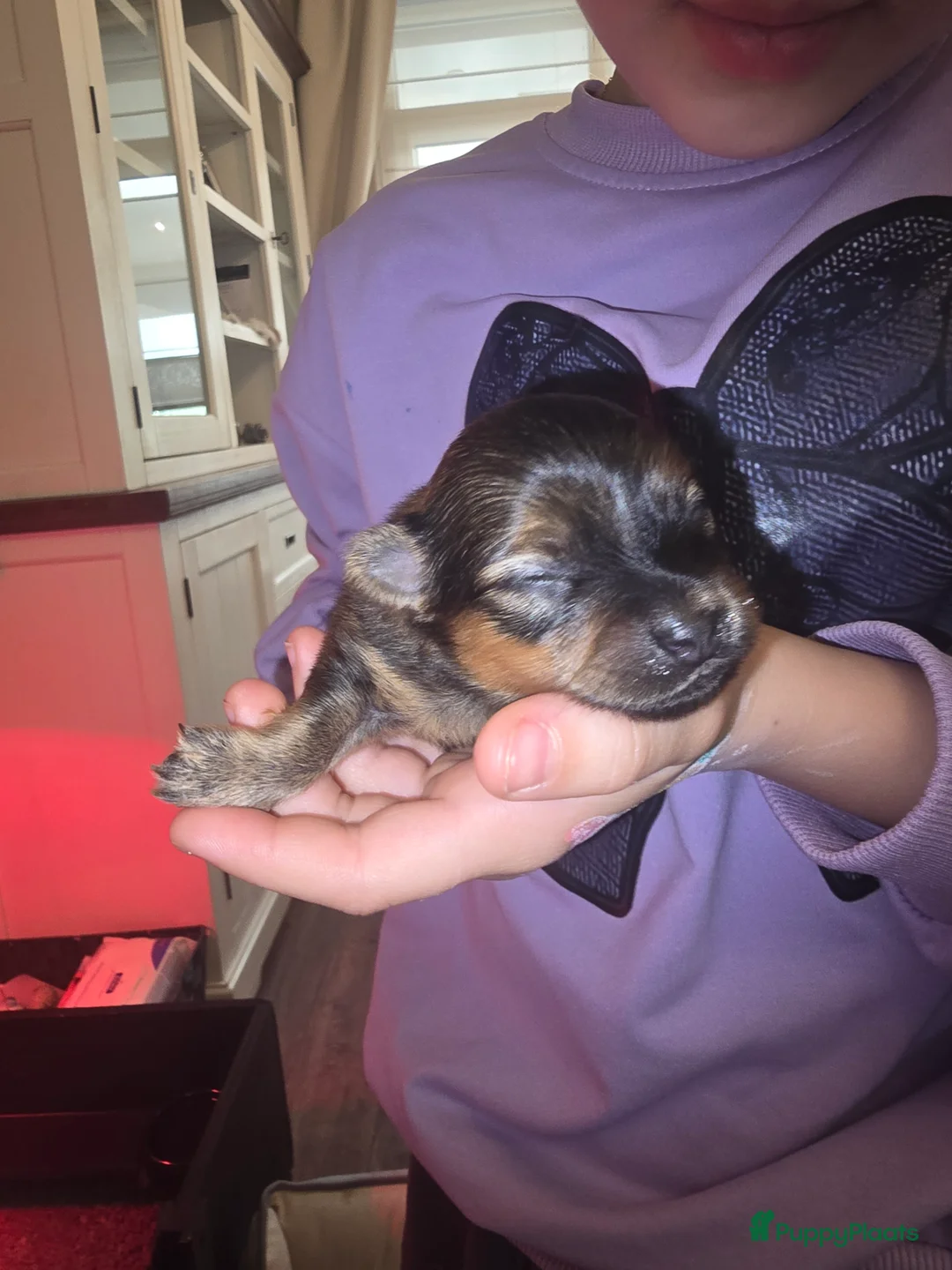 Pomchi honden te koop: Mooie pomchi reutjes te koop  - Advertentie 2