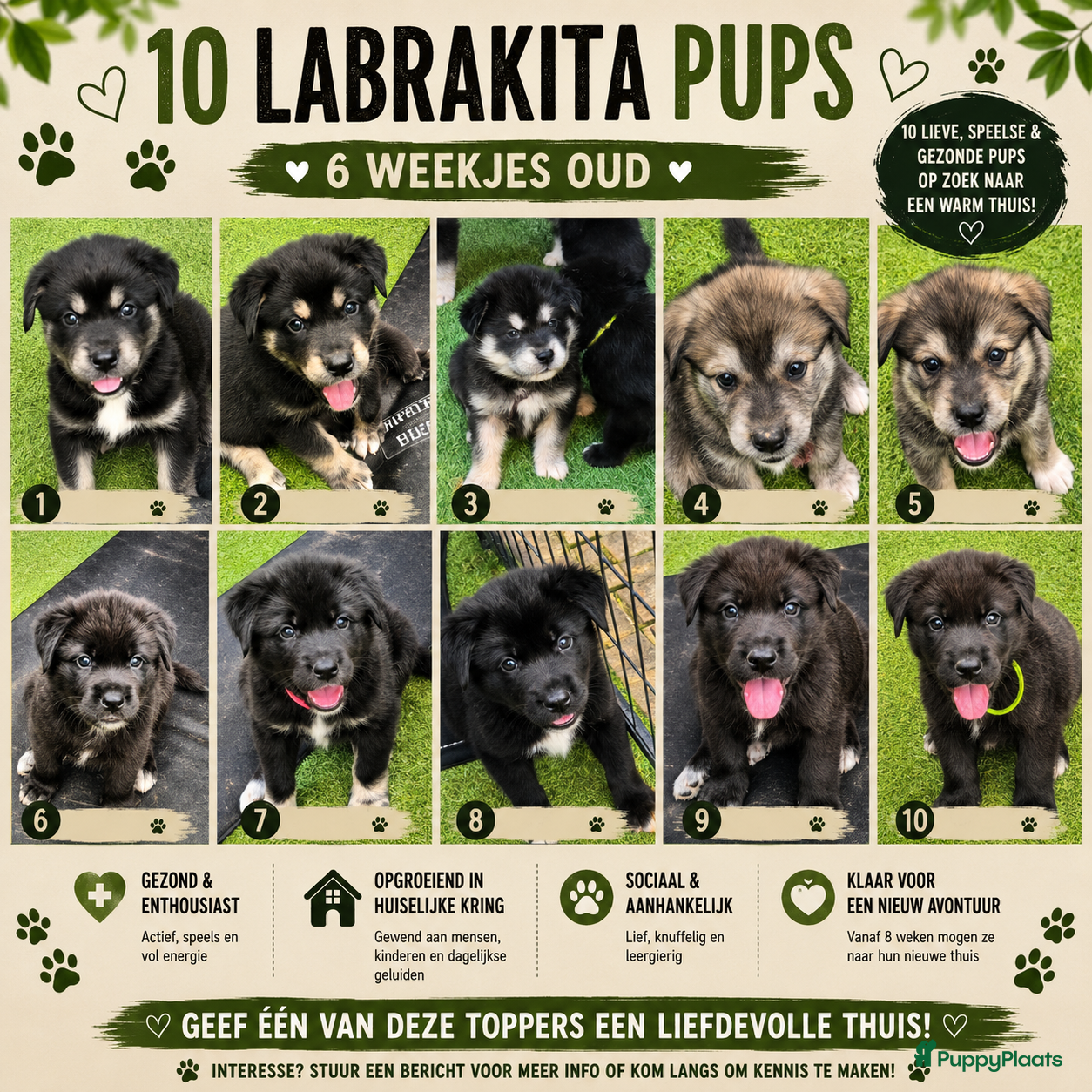 Kruising honden Labrakita pups (Labrador x Akita) Loyaal & speels - Advertentie 1