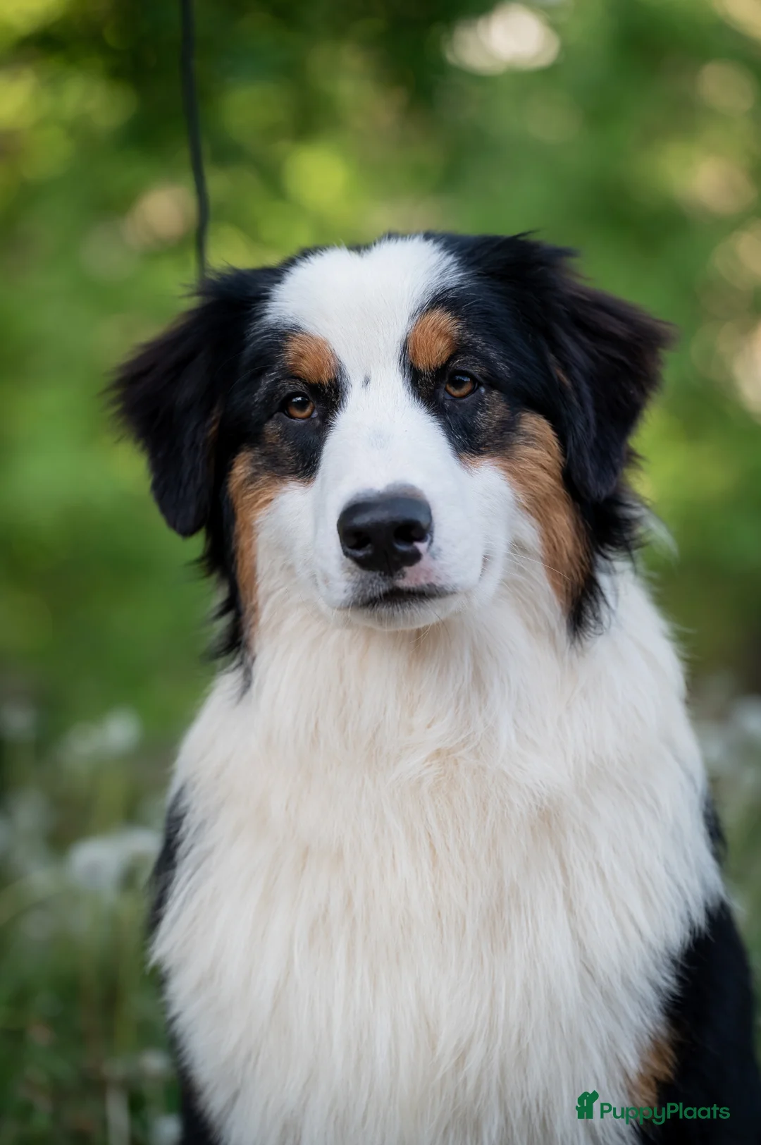 Australian Shepherd honden te koop: VERWACHT Australian Shepherd pupjes - Advertentie 3