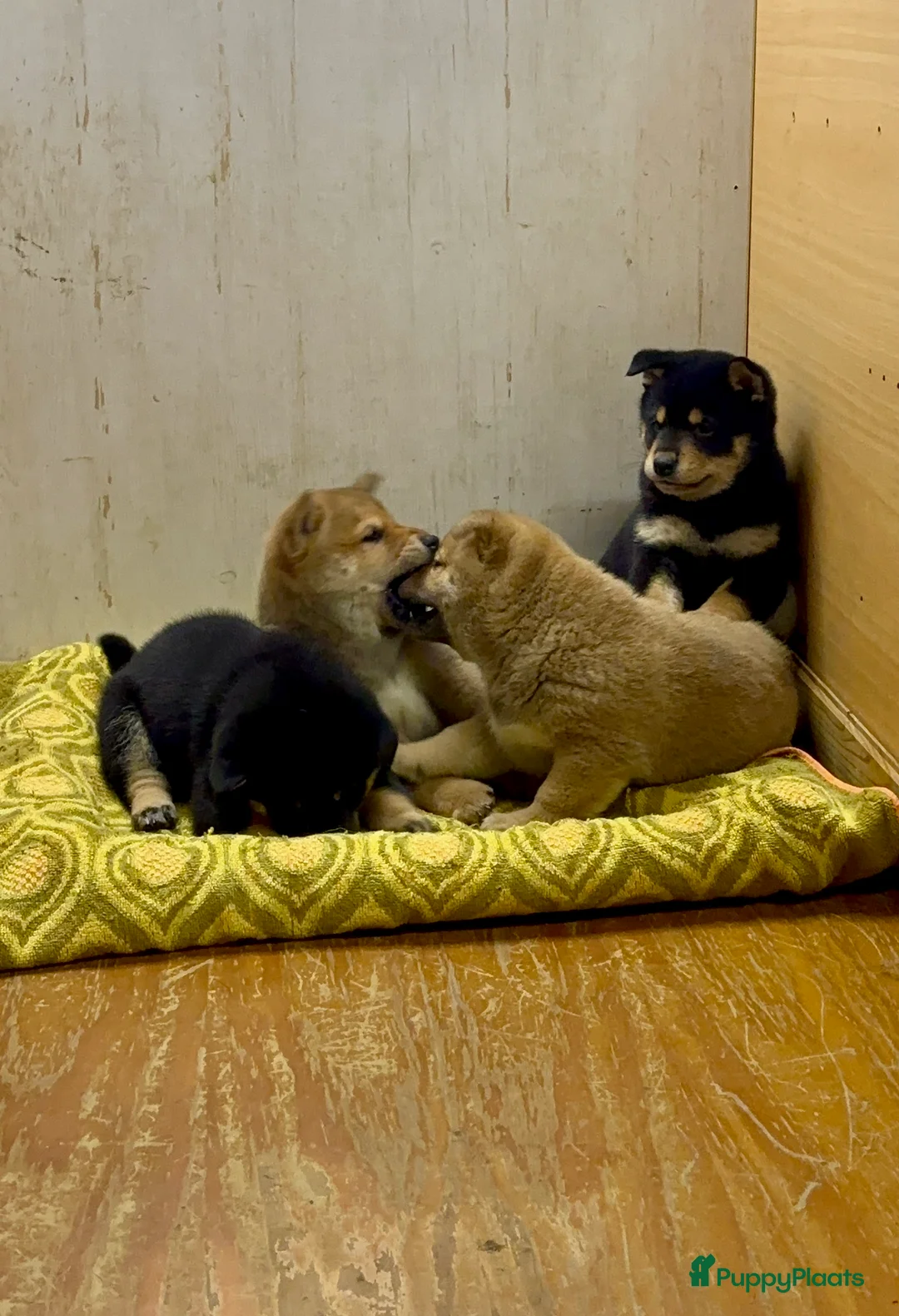 Shiba honden te koop: Shiba inu  - Advertentie 4