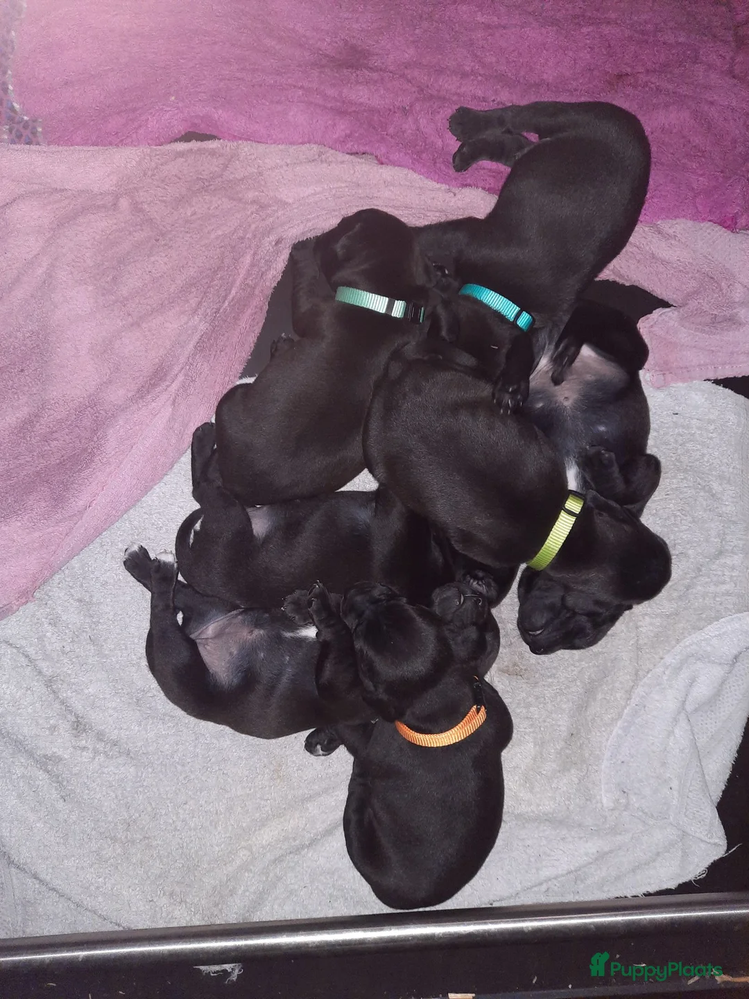Patterdale Terrier honden te koop: Prachtig nestje Patterdale pups! in Ureterp - Advertentie 12