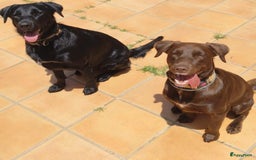 Labrador Retriever honden ter adoptie: lulu en maya twee labrador x  zoeken een en vriend - Afbeelding 1