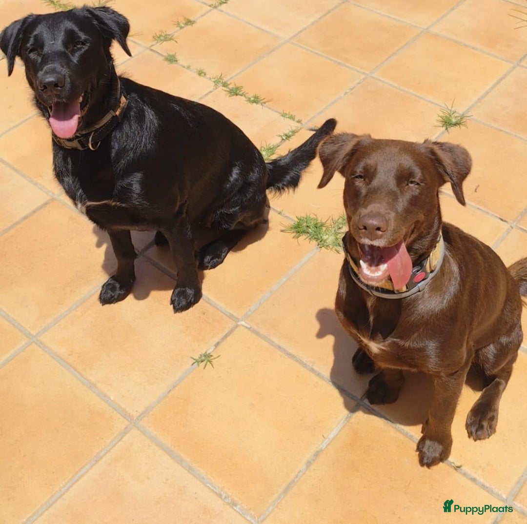 Labrador Retriever honden ter adoptie: lulu en maya twee labrador x  zoeken een en vriend - Afbeelding 1