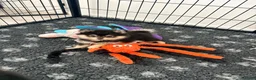 Kruising honden te koop: Laatste 2 pomeriaan pups mogen verhuizen - Advertentie 5