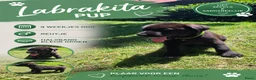 Kruising honden te koop: Laatste Labrakita pup teefje zoekt nieuw huisje - Advertentie 19