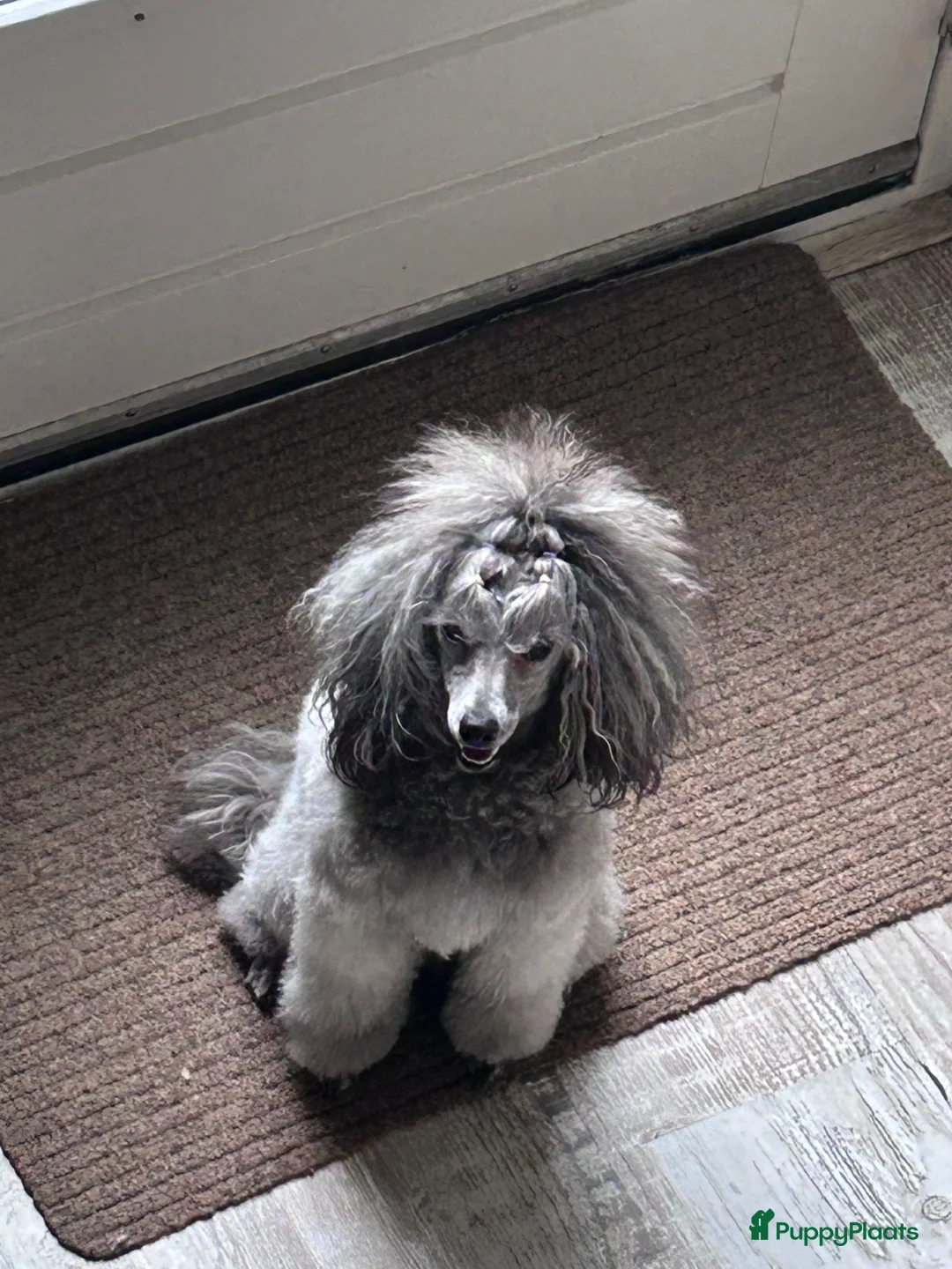 Galerij afbeelding {{count}}