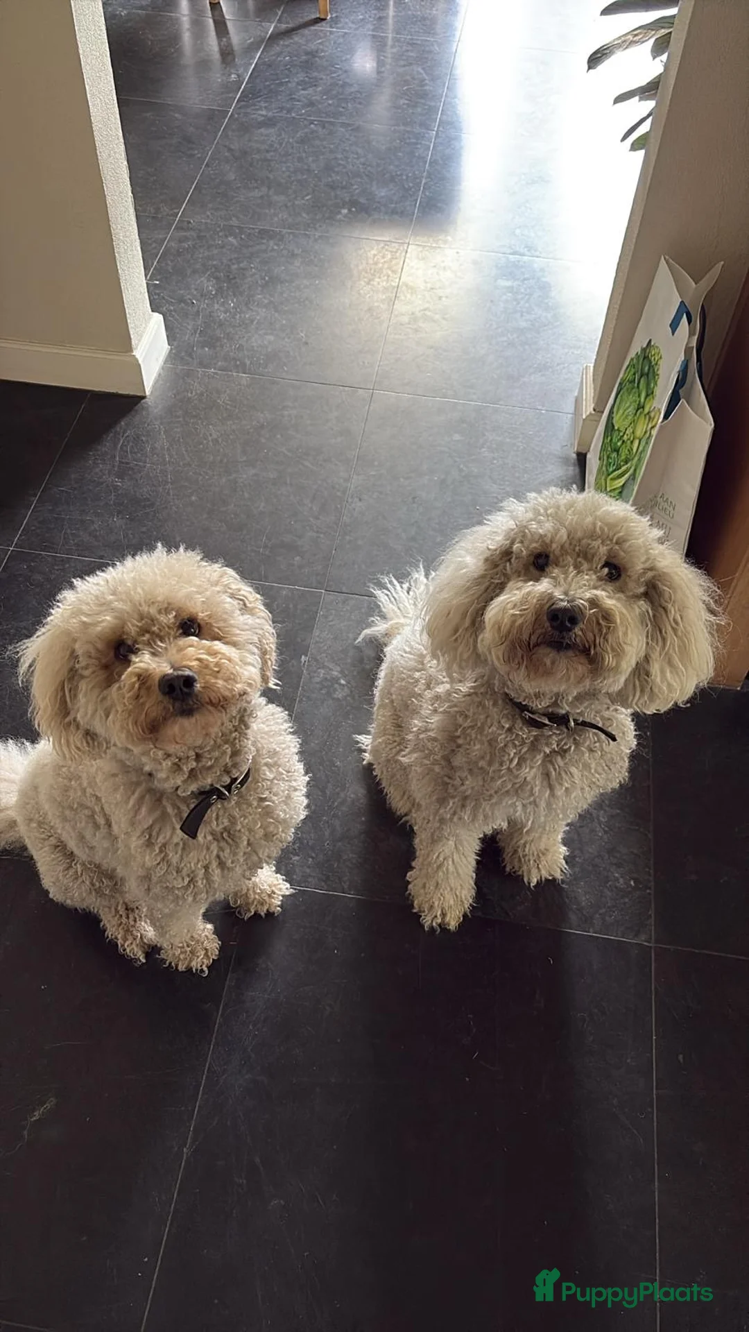 Labradoodle honden te koop: Vooraankondiging labradoodle puppy’s - Advertentie 5