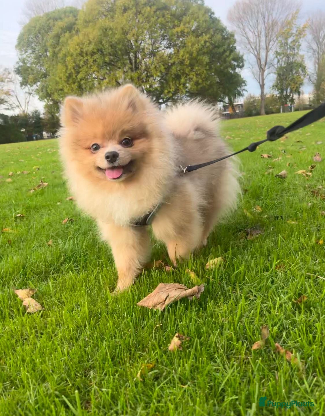 Pomeriaan honden Pomeriaan pup - Advertentie 3