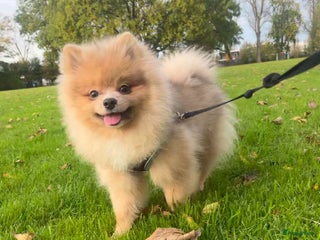 Pomeriaan honden Pomeriaan - Advertentie 3