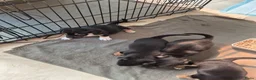 Jack Russel Terriër honden te koop: De liefste en mooiste Jack Russel puppy's!! - Advertentie 4