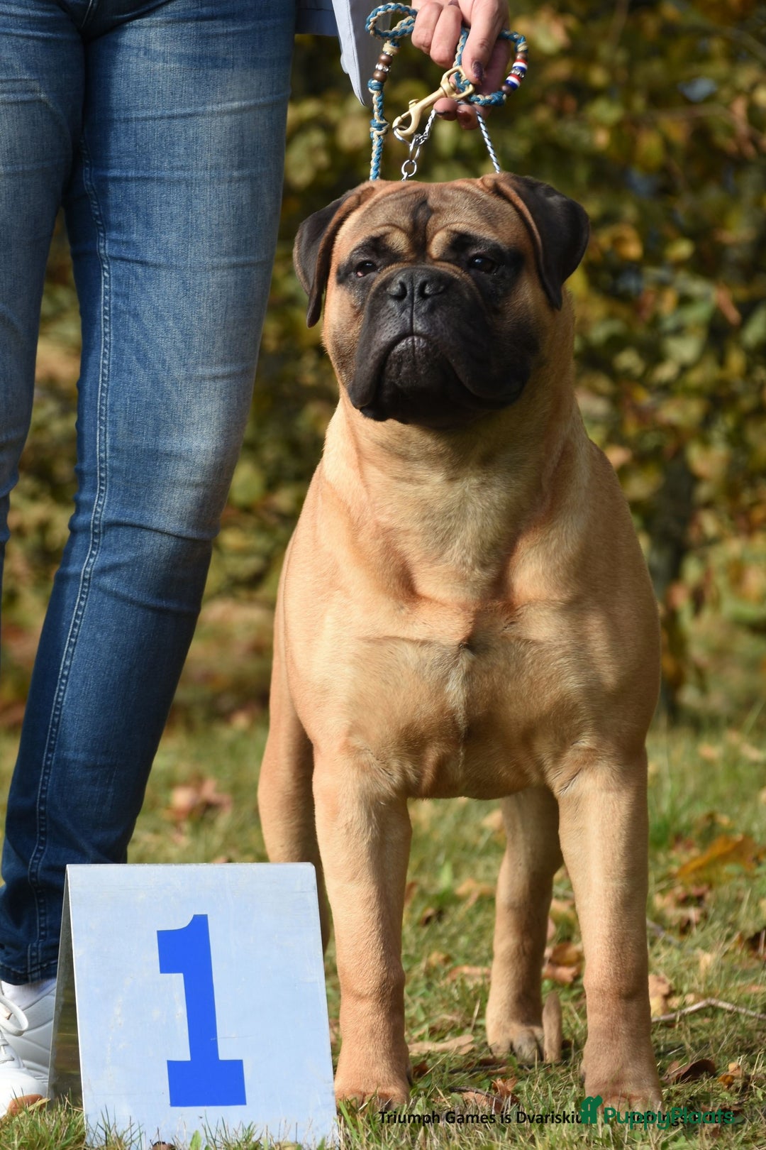 Bullmastiff honden te koop: ## VERWACHT Bullmastiff pups ## - Advertentie 4