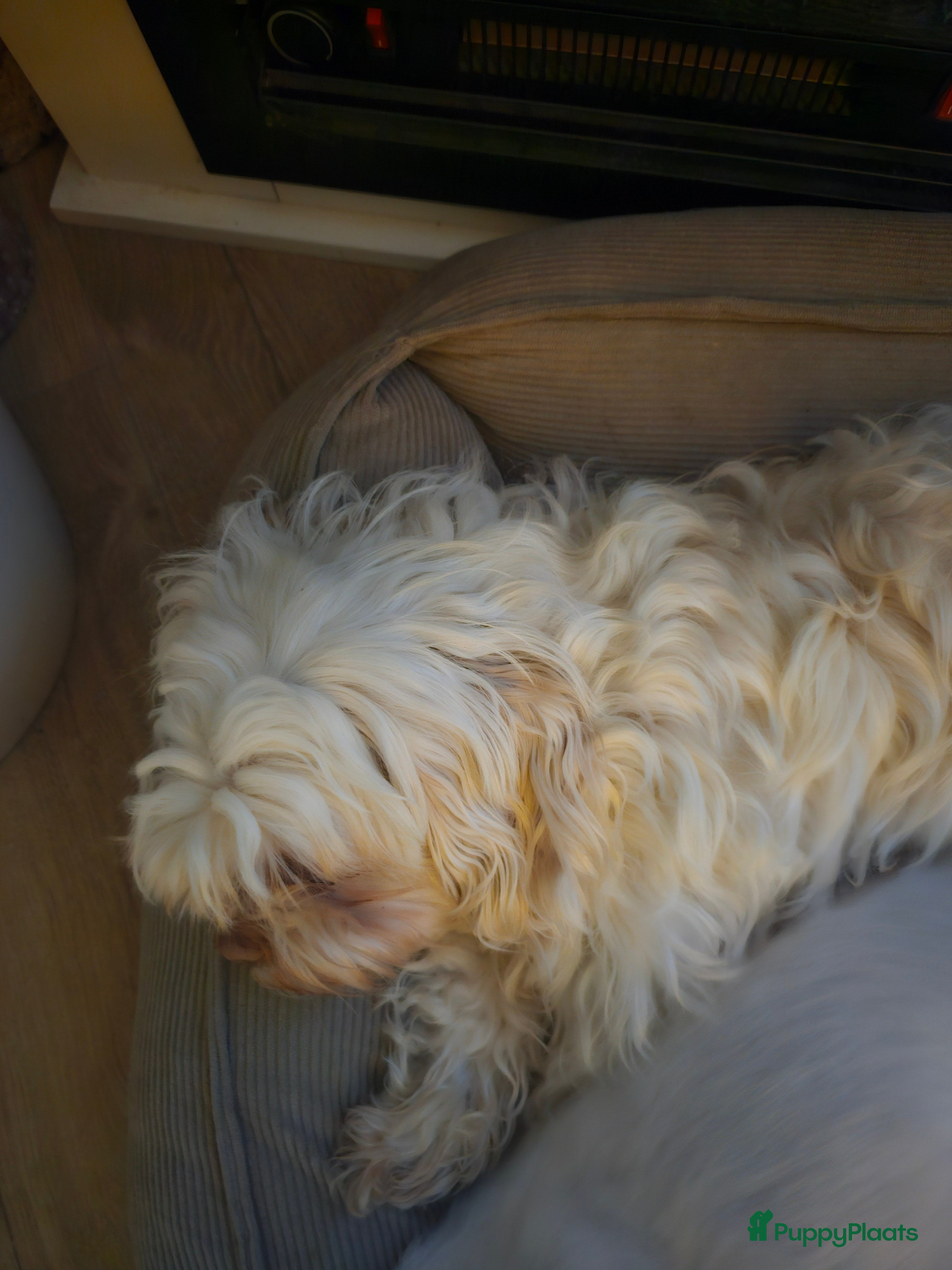 Kruising honden Boomertjes - Advertentie 1