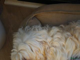 Kruising honden Boomertjes - Advertentie 2