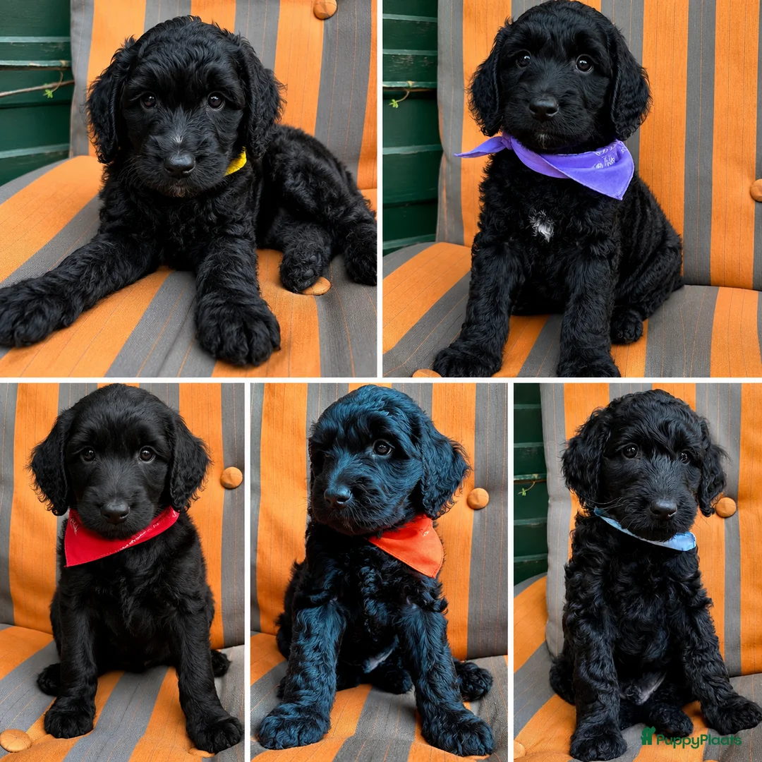 Australian Labradoodle honden te koop: Australiën Labradoodle pups 🐾🐾 - Advertentie 1