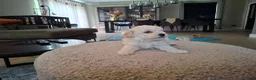 Maltipoo honden te koop: Prachtige kleine Maltipoo/Toy pups met garantie!🐶 - Advertentie 11