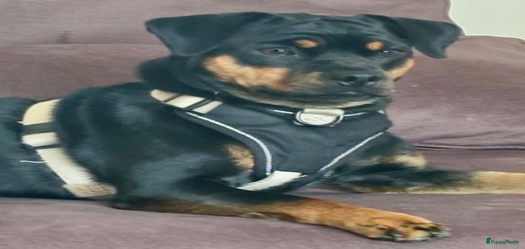 Galerij afbeelding {{count}}