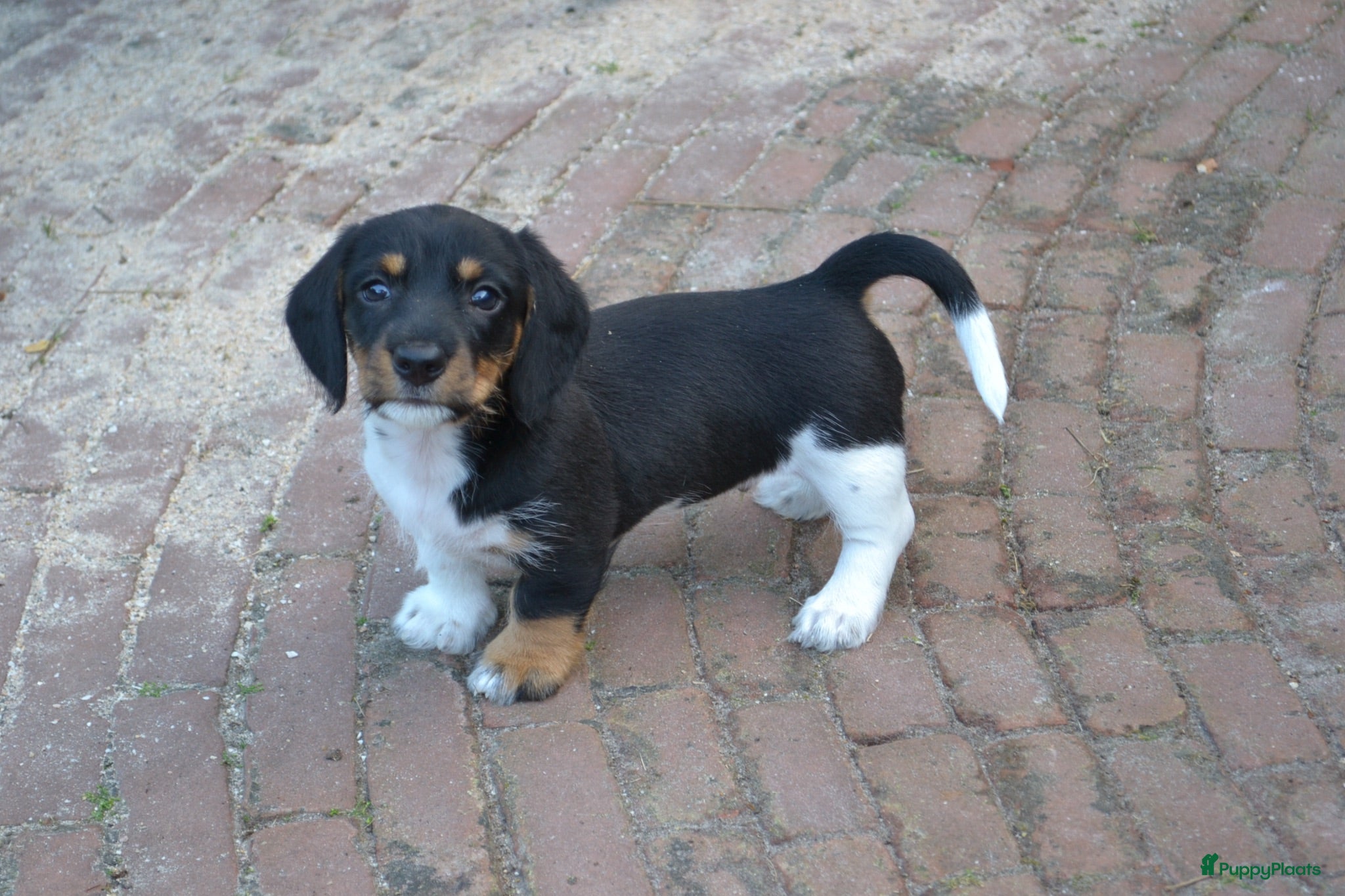Ruwhaar Teckel honden Nest Ruwhaar Piebald Dwergteckels - Advertentie 1